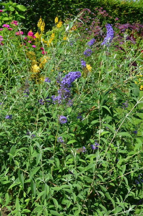 Buddleja davidii 'Reve de Papillon'